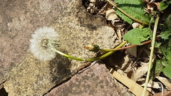 Taraxacum