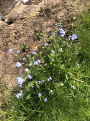Myosotis sylvatica
