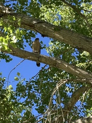 Accipiter cooperii