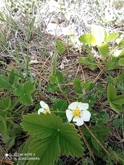 Fragaria