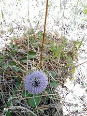 Globularia