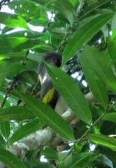 Hemixos flavala flavala