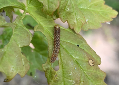 Tortricodes alternella