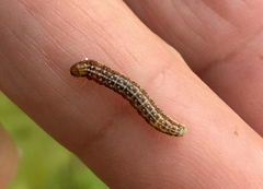 Tortricodes alternella