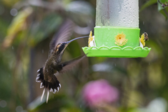 Phaethornis eurynome