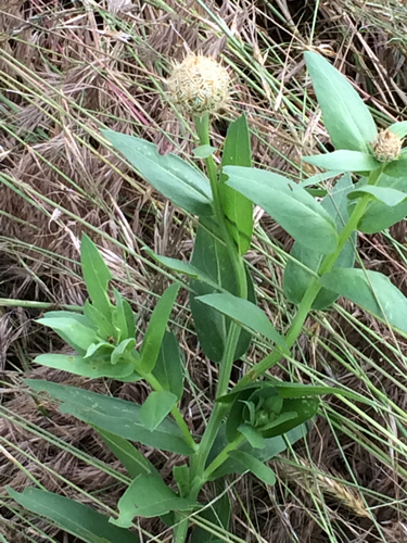 American basketflower