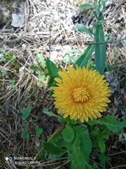 Asteraceae