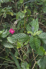 Ruellia curviflora