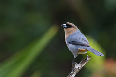 Schistochlamys ruficapillus