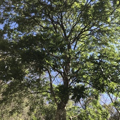 Thouinidium decandrum