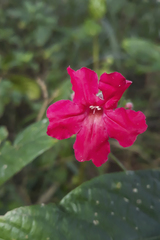 Ruellia curviflora