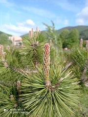 Pinus