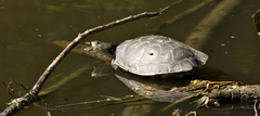 Phrynops hilarii