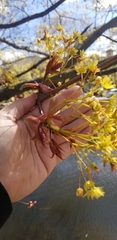 Acer platanoides