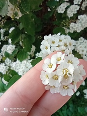 Spiraea cantoniensis