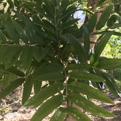 Thouinidium decandrum