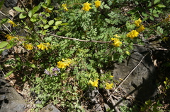 Corydalis speciosa