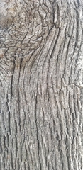 Acer platanoides