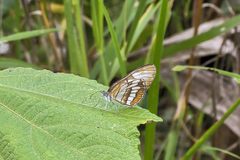 Mestra hersilia
