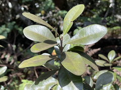 Sideroxylon socorrense