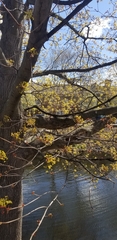 Acer platanoides