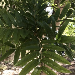 Thouinidium decandrum