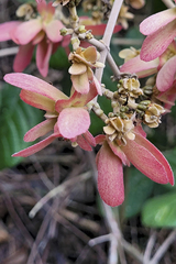 Tetrapterys phlomoides