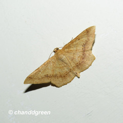 Krananda falcata