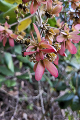 Tetrapterys phlomoides