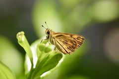 Taractrocera archias