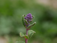 Nepeta racemosa