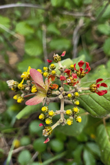 Tetrapterys phlomoides