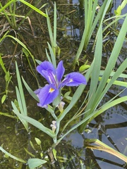 Iris giganticaerulea