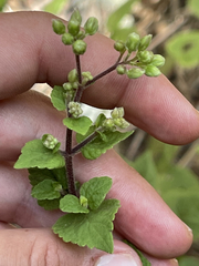 Ageratina pichinchensis