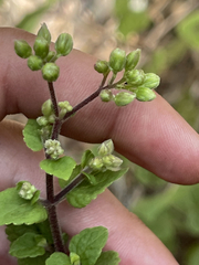 Ageratina pichinchensis