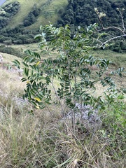 Sclerocroton integerrimus