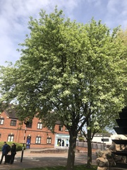 Scandosorbus intermedia