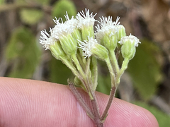 Ageratina pichinchensis