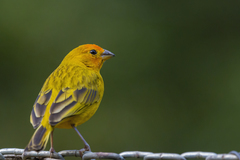 Sicalis flaveola