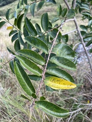 Sclerocroton integerrimus