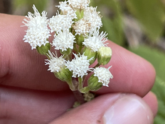 Ageratina pichinchensis