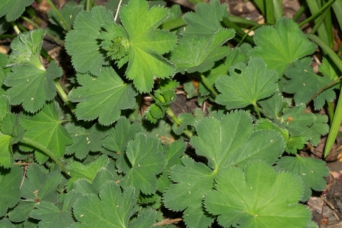 Image of Alchemilla speciosa by (c) Andrew Skotnicki, some rights reserved (CC BY)