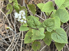 Ageratina pichinchensis