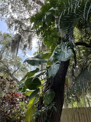 Epipremnum aureum
