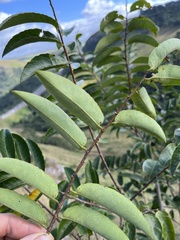 Sclerocroton integerrimus