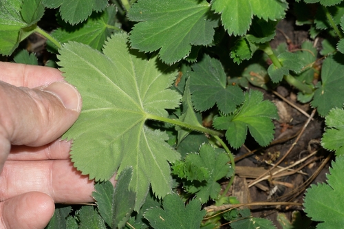Image of Alchemilla speciosa by (c) Andrew Skotnicki, some rights reserved (CC BY)