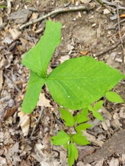 Uromyces ari-triphylli