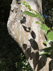 Psidium oligospermum