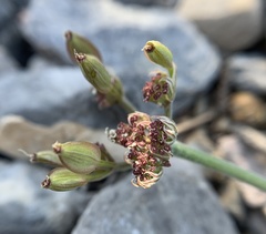 Lomatium nevadense parishii