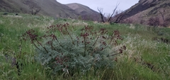Lomatium dissectum dissectum